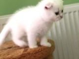 Yeni Yuvalarına Gitmeye Hazır Karbeyazı Scottish Bebek