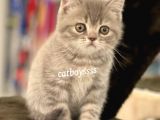 Blue Tabby British Shorthair Erkek Yavrumuz