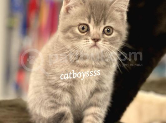 Blue Tabby British Shorthair Erkek Yavrumuz görsel