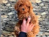 Red Brown Koyu Kızıl Erkek Toy Poodle Yavrumuz