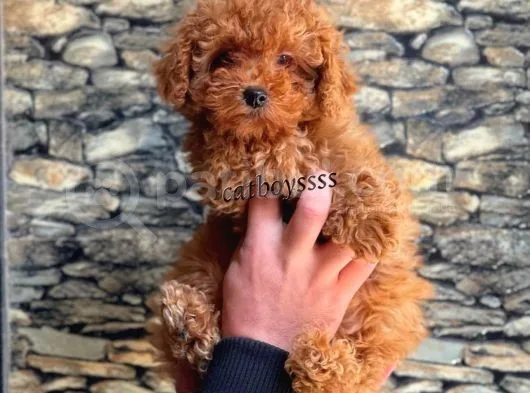 Red Brown Koyu Kızıl Erkek Toy Poodle Yavrumuz