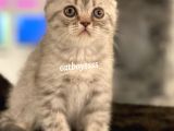Blue Tabby Scottish Fold Erkek Yavrumuz