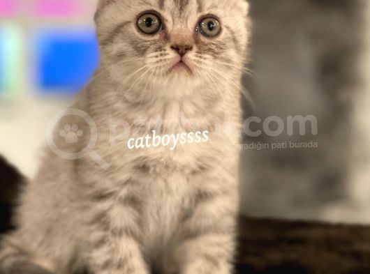 Blue Tabby Scottish Fold Erkek Yavrumuz görsel