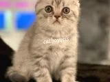 Blue Tabby Scottish Fold Erkek Yavrumuz