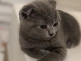 Safkan Scottish Fold Erkek Yavru