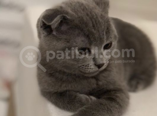 Safkan Scottish Fold Erkek Yavru görsel