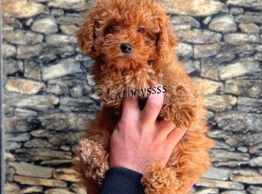 Red Brown Koyu Kızıl Erkek Toy Poodle Yavrumuz görsel