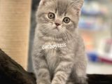 Blue Tabby British Shorthair Erkek Yavrumuz