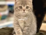 Blue Tabby British Shorthair Erkek Yavrumuz