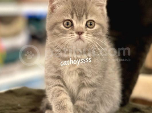 Blue Tabby British Shorthair Erkek Yavrumuz görsel
