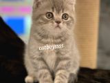 Blue Tabby British Shorthair Erkek Yavrumuz