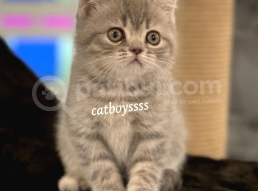 Blue Tabby British Shorthair Erkek Yavrumuz görsel