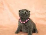 Di̇şi̇ Erkek Scottish Fold Yavru