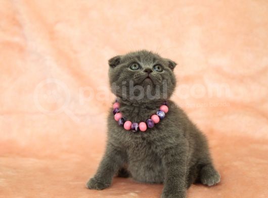 Di̇şi̇ Erkek Scottish Fold Yavru görsel