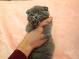 Di̇şi̇ Erkek Scottish Fold Yavru
