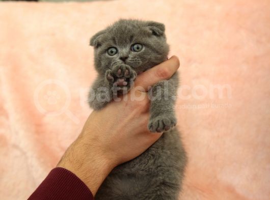 Di̇şi̇ Erkek Scottish Fold Yavru görsel