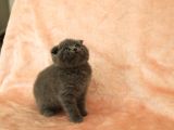 Di̇şi̇ Erkek Scottish Fold Yavru