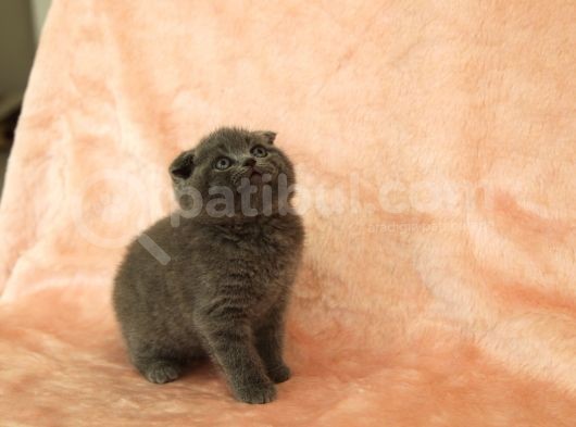 Di̇şi̇ Erkek Scottish Fold Yavru görsel