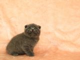 Di̇şi̇ Erkek Scottish Fold Yavru