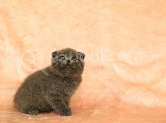 Di̇şi̇ Erkek Scottish Fold Yavru görsel