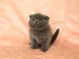 Di̇şi̇ Erkek Scottish Fold Yavru