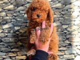 Toy Poodle Red Brown Erkek Yavrumuz
