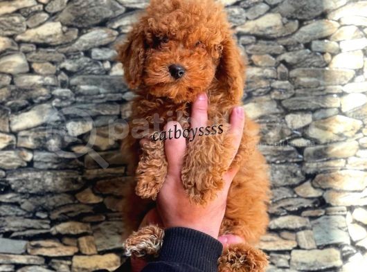 Toy Poodle Red Brown Erkek Yavrumuz görsel