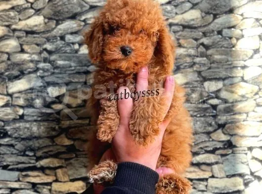 Toy Poodle Red Brown Erkek Yavrumuz