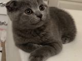 Safkan Scottish Fold Erkek Yavru