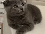 Safkan Scottish Fold Erkek Yavru