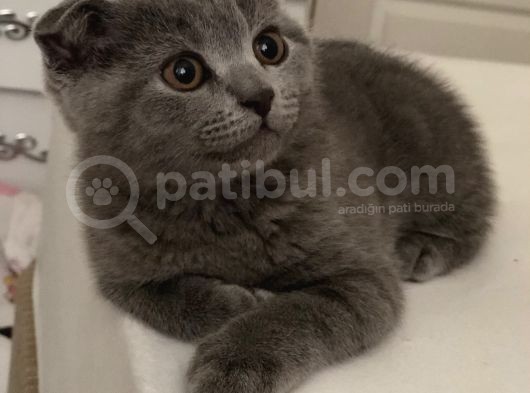 Safkan Scottish Fold Erkek Yavru görsel