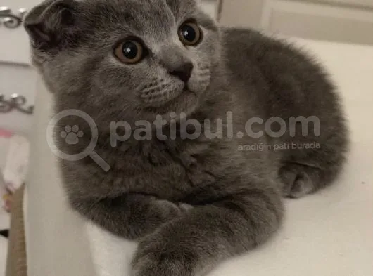 Safkan Scottish Fold Erkek Yavru