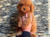 Toy Poodle Red Brown Erkek Yavrumuz