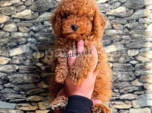 Toy Poodle Red Brown Erkek Yavrumuz görsel