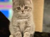 Blue Tabby British Shorthair Erkek Yavrumuz