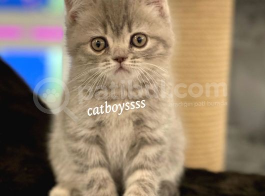 Blue Tabby British Shorthair Erkek Yavrumuz görsel