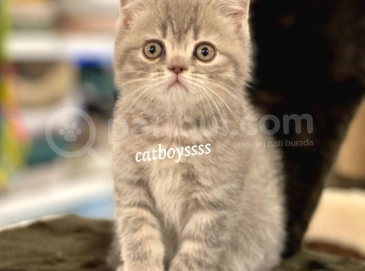 Blue Tabby British Shorthair Erkek Yavrumuz görsel