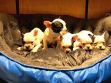 Safkan French Bulldog Bebekler