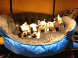 Safkan French Bulldog Bebekler