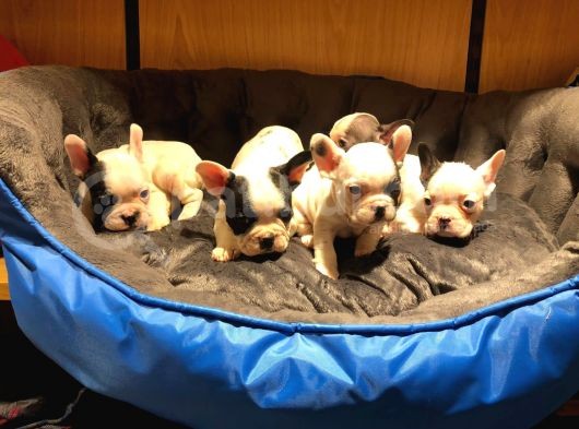 Safkan French Bulldog Bebekler görsel