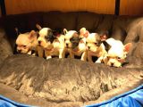 Safkan French Bulldog Bebekler