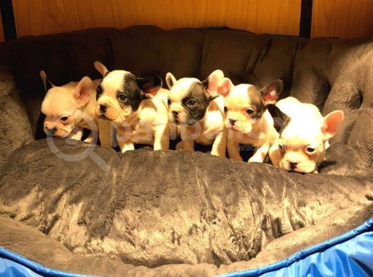 Safkan French Bulldog Bebekler görsel