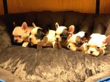 Safkan French Bulldog Bebekler