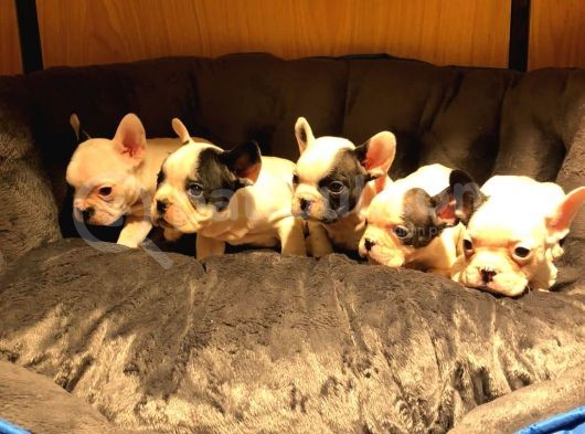 Safkan French Bulldog Bebekler görsel