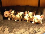 Safkan French Bulldog Bebekler