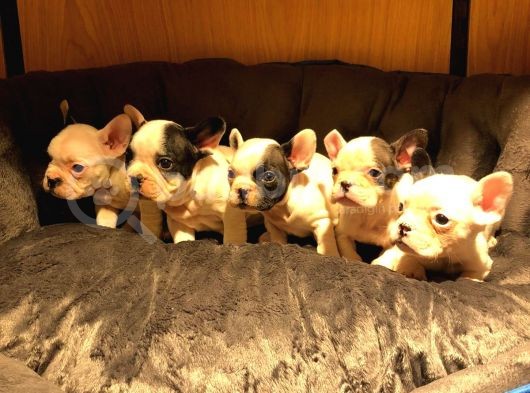 Safkan French Bulldog Bebekler görsel