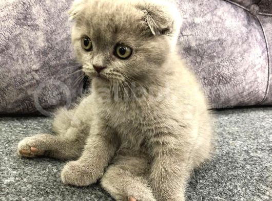 Dişi Tam Bir Şapşik Olan Yavrumuz Yeni Sahibini Arıyor görsel