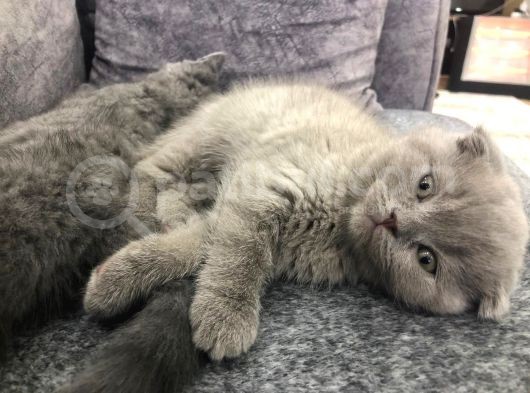 Dişi Tam Bir Şapşik Olan Yavrumuz Yeni Sahibini Arıyor görsel
