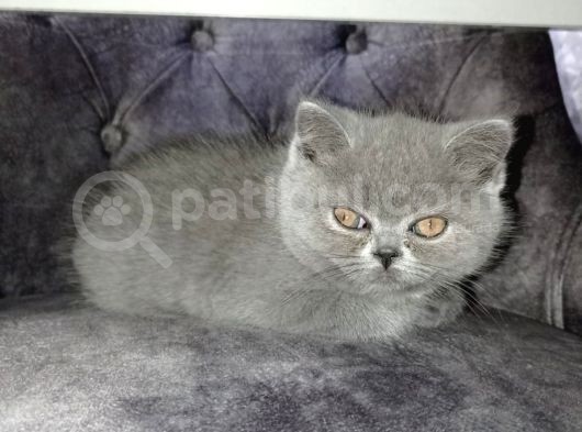 Oyuncu Dişi Yavrumuz Sahibini Bekliyor görsel