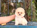 Orijinal Pomeranian